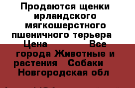 Продаются щенки ирландского мягкошерстного пшеничного терьера › Цена ­ 30 000 - Все города Животные и растения » Собаки   . Новгородская обл.